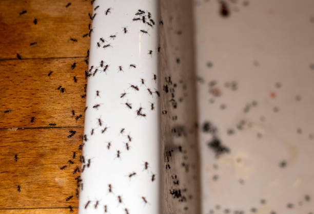 North Brooksville, FL Pest Control Company