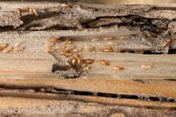 Best Bed Bug Extermination  in North Brooksville, FL